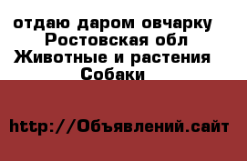 отдаю даром овчарку - Ростовская обл. Животные и растения » Собаки   